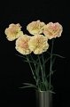 Dianthus Zeva